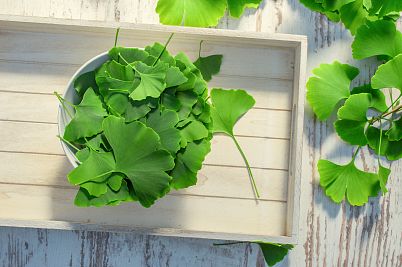 Ginkgo biloba udržuje buňky mladé a slibuje lepší zážitky v ložnici