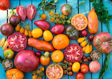 Nejsou jen červená a kulatá: Objevte fascinující svět rajčat