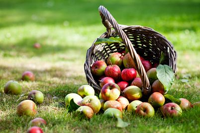 Co s přemírou jablek? Vyzkoušejte skvělé recepty na sladké i slané pokrmy