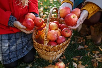 Urodilo se hodně jablek? Poradíme vám, jak je zpracovat