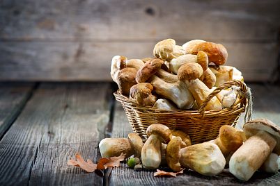 Proč zapojit houby do našich jídelníčků? 10 tipů na houbové recepty, které musíte ochutnat.