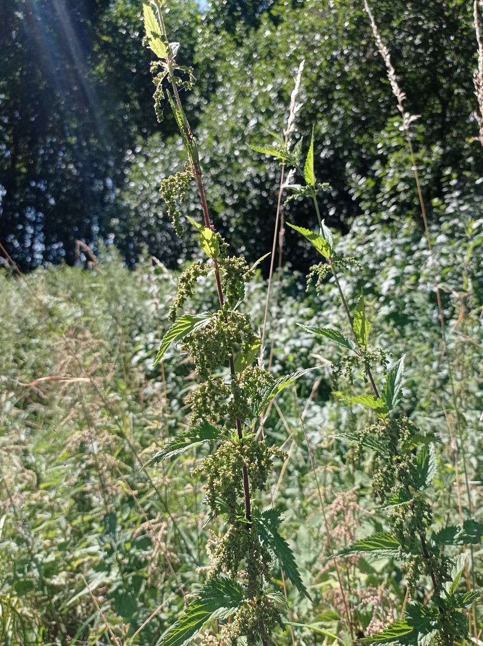 Samičí rostlina – zelené shluky semínek splihle visí dolů