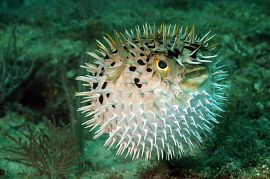 Fugu: Ruská ruleta japonské gastronomie