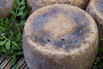 Sýr casu marzu: Skákající larvy a zážitek, který je jen pro vyvolené