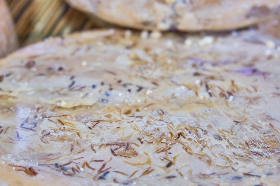 Casu marzu – sardský sýr s živými larvami